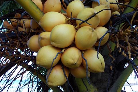 Кокосови орехи на палмата. (Снимката е любезно предоставена от Д-р Йоханес Самосир, Индонезия)