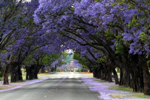 Джакарандови дървета. Австралия.