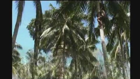Залесяване с кокосови палми на малко островче 