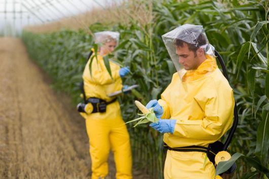 Как ни унищожават II - ГМО